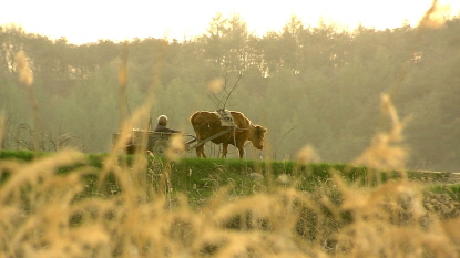 <워낭소리> 스틸