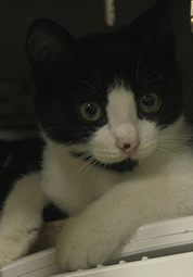 고양이가 있었다 대표이미지